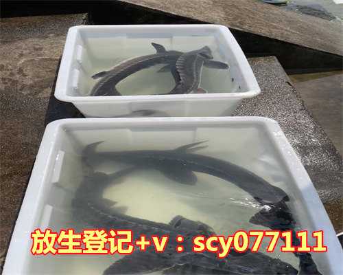 大连放生地点_大连放生去哪里_放生的福报_正确的放生回向_德善网