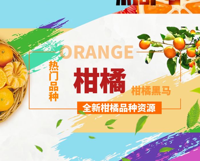 柑橘新品种_柑橘种植技术分享_桔姐姐柑橘 - 眉山市苧金农业发展有限公司