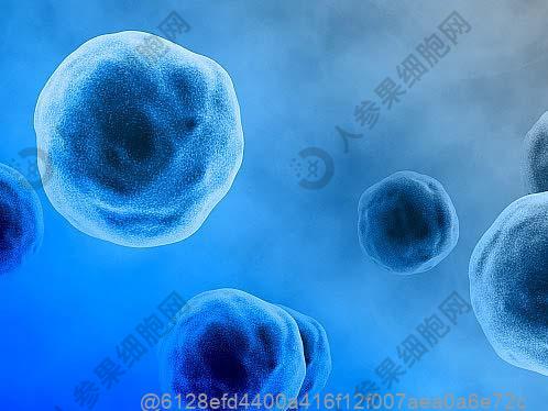 干细胞与免疫细胞知识科普平台 - 人参果细胞网