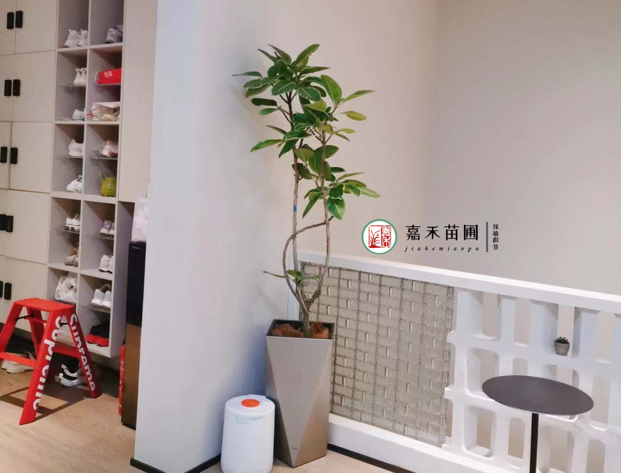 搜了苗木网