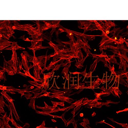 大鼠骨髓内皮祖细胞-小鼠神经元-无锡欣润生物科技有限公司